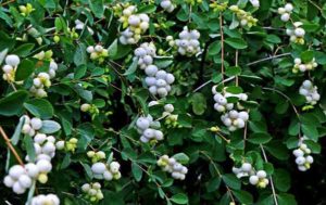 Декоративные кустарники