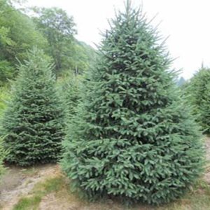 Ель энгельмана Pendula h120-160