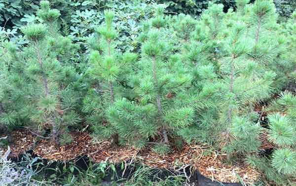 Connecticut Slate Dwarf White Pine